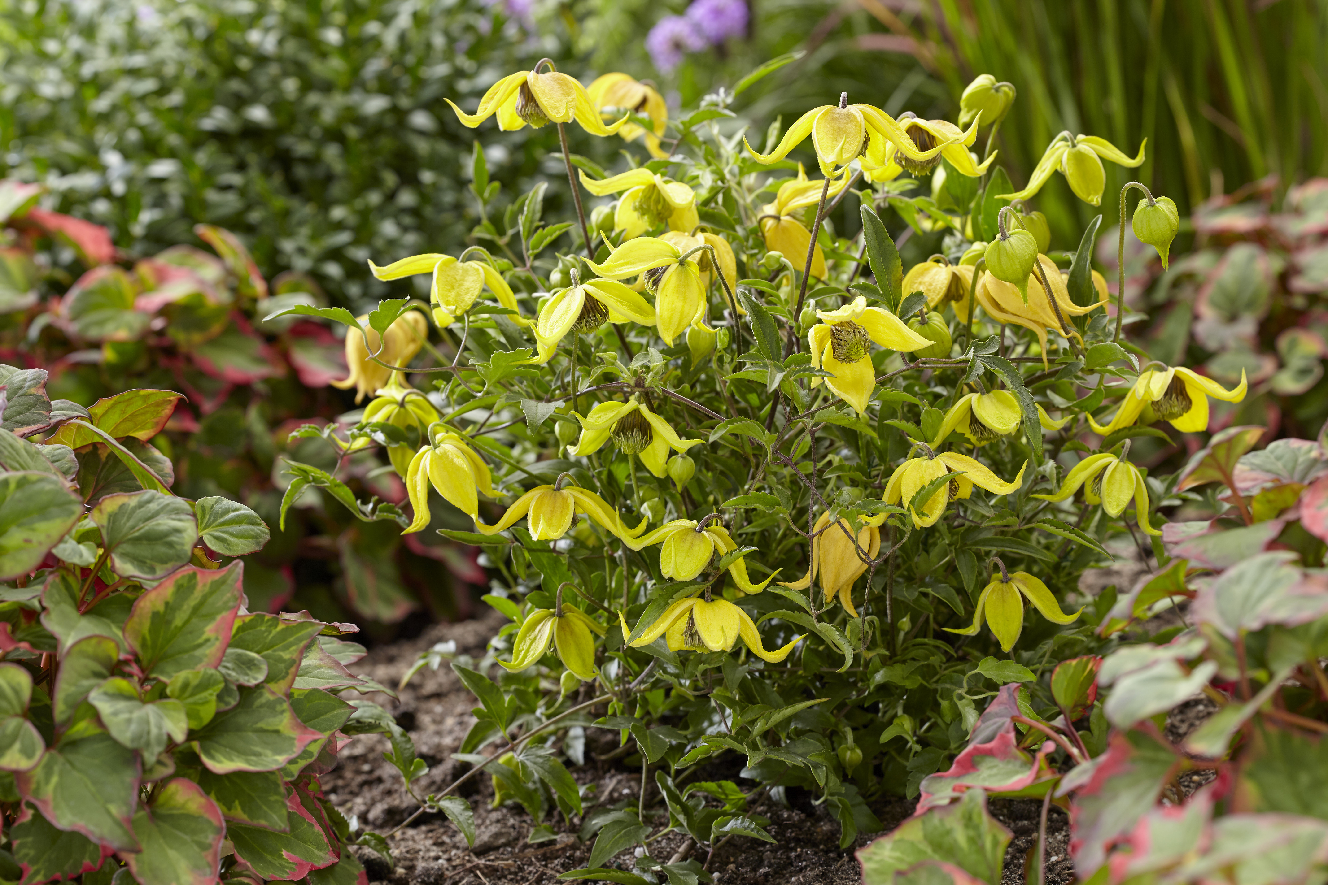 Clematis &lsquo;Little Lemons&rsquo;